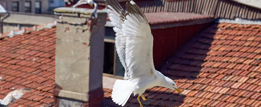 Residential Chimney Animal Removal Solution in Muskegon, MI