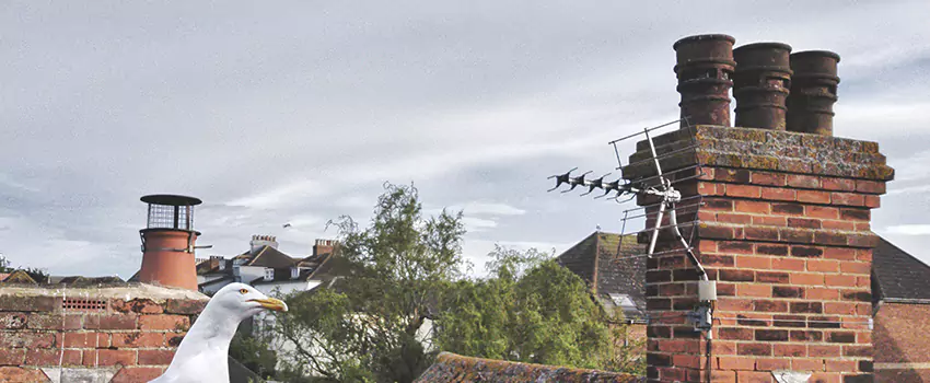 Chimney Cleaning And Restoration in Muskegon, Michigan